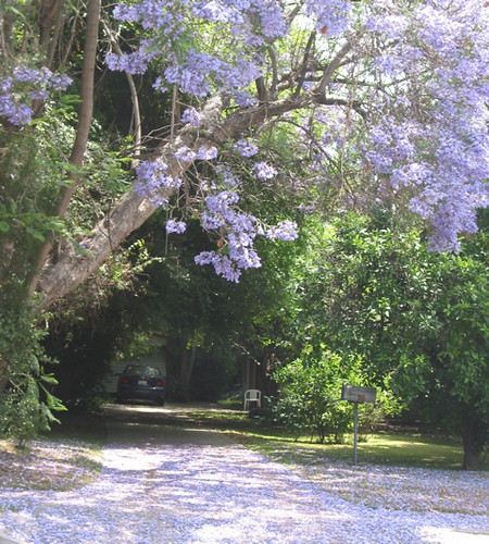 Jacaranda in bloom