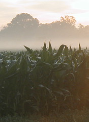 early morning corn 2