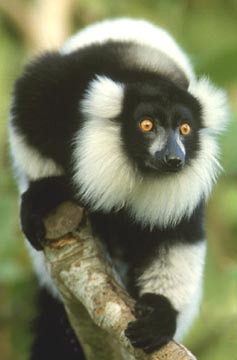 1.lemur_photo