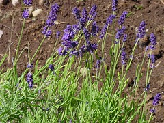luscious lavender 06.18.05