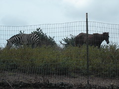 Zebra and Horse