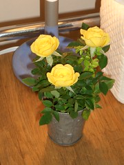 Mini Roses