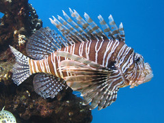 Turkeyfish at the Waikiki aquarium