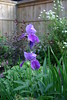 garden Irisis in June