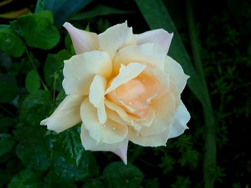 1st rose