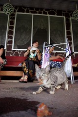 samoan cats