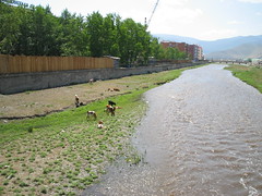 Swollen river and range cattle