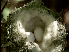 Hummer Nest