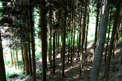 CONIFEROUS FOREST