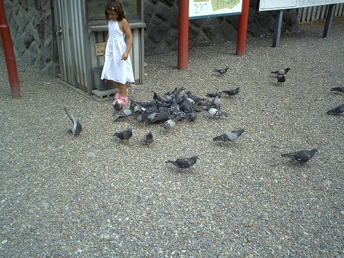 鳩と少女　 pigeons and a girl