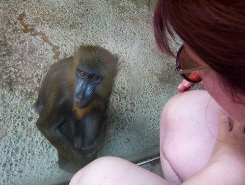 Leslie meets a baby mandrill
