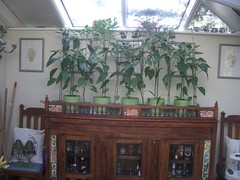 peppers growing in conservatory