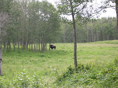 A bison off the Hayburger trail