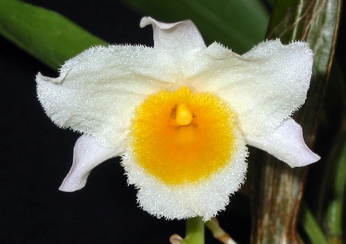 Dendrobium Farmeri - flower closeup